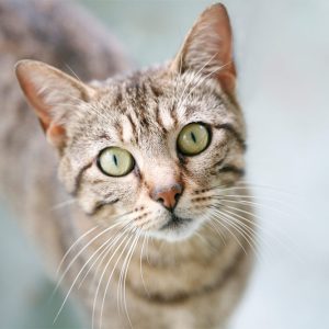 PawHydration Foldable Water Bowl