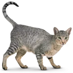 PuppyGentle Grooming Shampoo