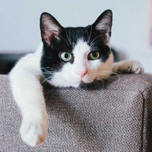 PetGuard Flea & Tick Spray