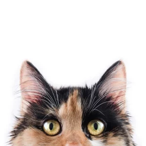 VetPro Wound Care Cream